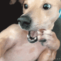 Perro Abandonado Gifs Get The Best Gif On Giphy