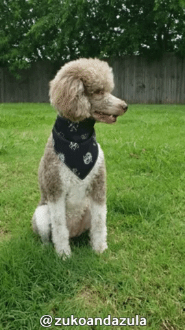Poodle Witcher GIF by Geekster Pets
