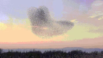 cool bird patterns flock GIF
