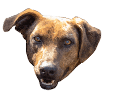 Dog Love Sticker by Buscamos Casita