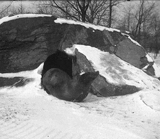 nyhistory snow history zoo bronx GIF
