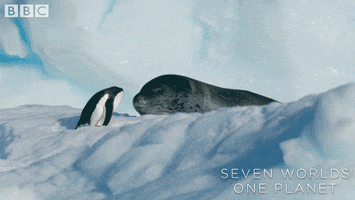Talking Face Off GIF by BBC Earth