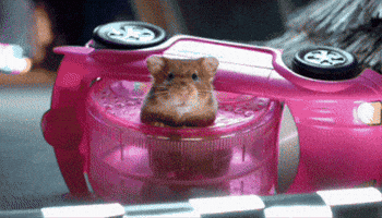 Max Hamster GIF by WTF Leagues