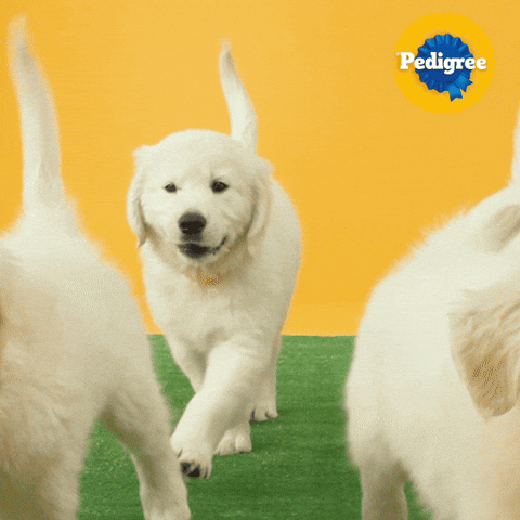 Dog Food GIF by PEDIGREE US