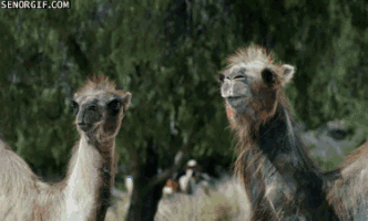 Camal GIFs - Find & Share on GIPHY