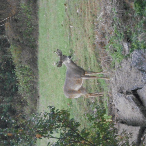 Deer GIF by Trevor Anderson