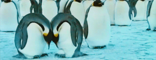 penguin love GIF