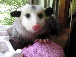 Possum GIFs - Get the best GIF on GIPHY