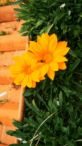 Flowers Flores GIF by Balcone.fiorito