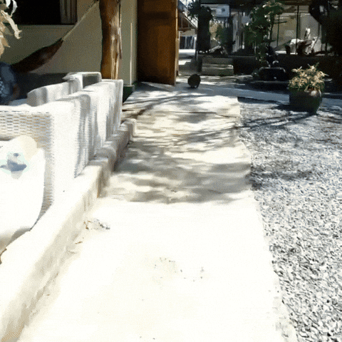 Exotic Animal Wildlife GIF