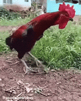 Funny Animal GIF