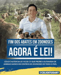 celiostudart-gato-cachorro-causa-animal-gXHCqQJhC0PMELsggS