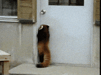 Red Panda Tail Gifs Get The Best Gif On Giphy