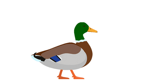 The Cube Duck GIF by Cube Biotech - Find & Share on GIPHY