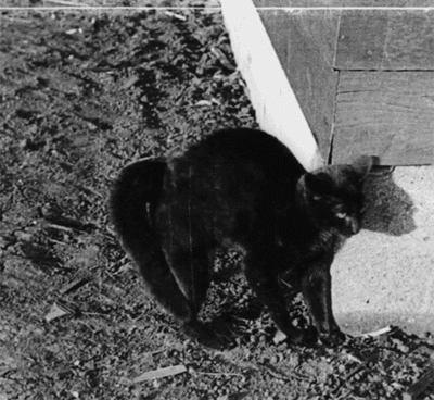  cat kitty kitten black cat black cats GIF