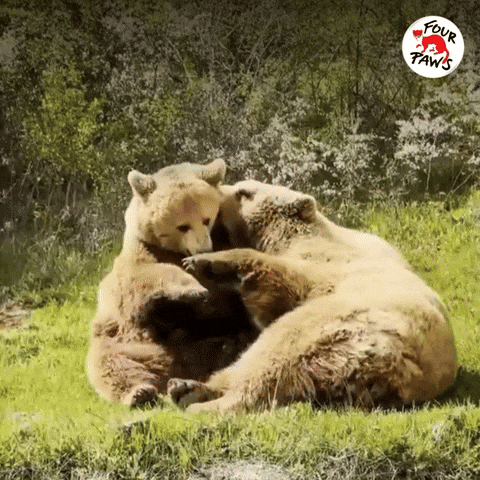 I Love You Hug GIF by FOUR PAWS