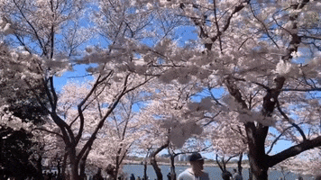 Cherry Blossoms Sun GIF by Storyful