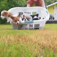 cute puppies GIF