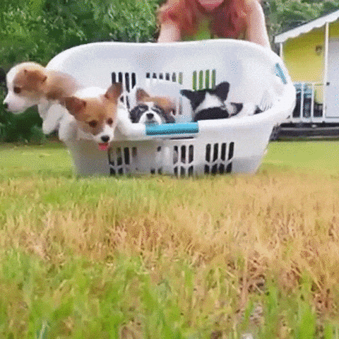 Puppies GIFs - Get the best GIF on GIPHY