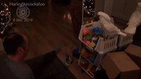 Friendly Cockatoo Plays Game With Owner