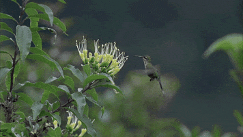 hummingbird GIF