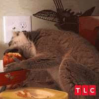 Apple Eating GIF by TLC