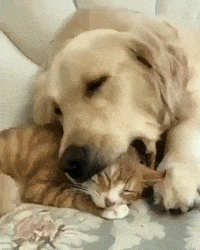 puppy and cat gif
