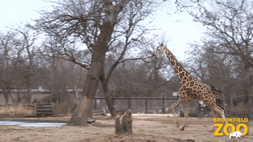 Catch Me If You Can Running GIF by Brookfield Zoo