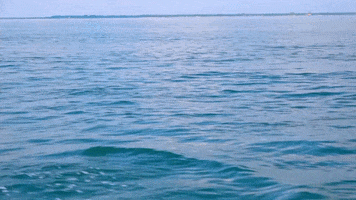 Dolphin Swimming GIF by Oceana