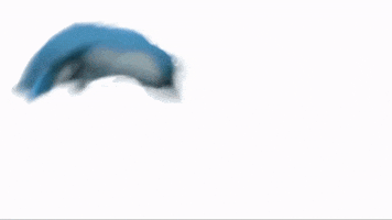 survey  GIF