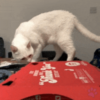 White Cat Moggie GIF by pawsr