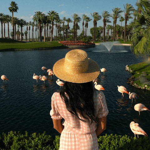 summer travel GIF by Visit Greater Palm Springs