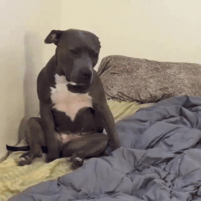 Video gif. A sweet gray pitbull sits up in bed and sways back and forth a little before collapsing back into the pillows to go back to sleep.
