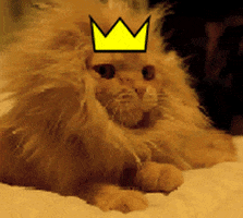 Cat King GIF