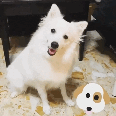 airdriedtreats.pet GIF