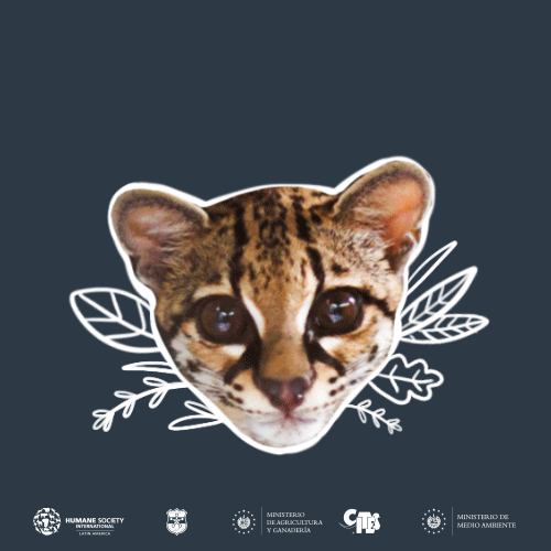 Animales GIF by Ministerio de Medio Ambiente de El Salvador