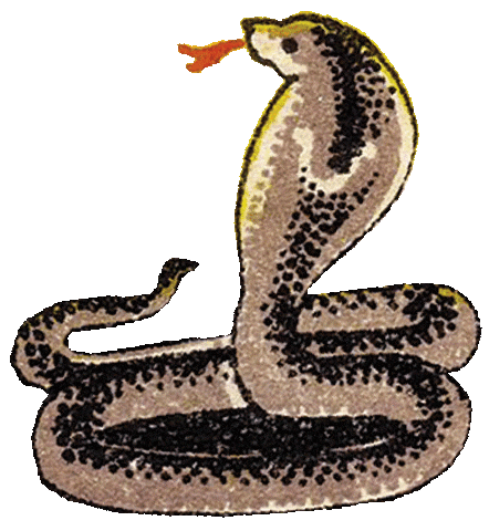 reptile1