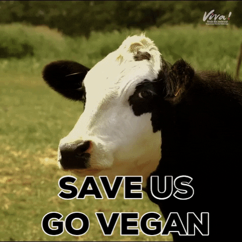 Fundacja_Viva animal vegan veganism govegan GIF