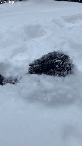 Puppy Dog Plays In Deep Snow GIF by ViralHog