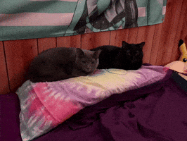 Cat GIF