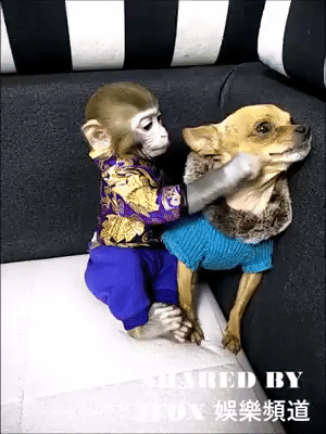 g7828202  GIF