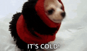 Video gif. Chihuahua's face peeks out of a red and black scarf that he is fully wrapped up in like a burrito. He lifts his head to look at us, giving two quick barks and looking a bit awkward without ears showing. Text, "It's cold!'