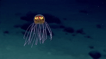 Deep Sea Jelly GIF by Oceana