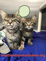 Adopt Rescue Me GIF by Heartland Animal Shelter