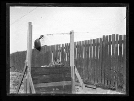 Jump Dogs GIF by Archives of Ontario | Archives publiques de l'Ontario