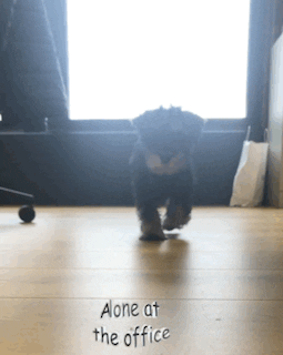 Gudog GIF