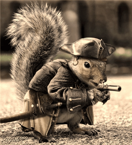 trump pirate squirrel political trump 2020 GIF