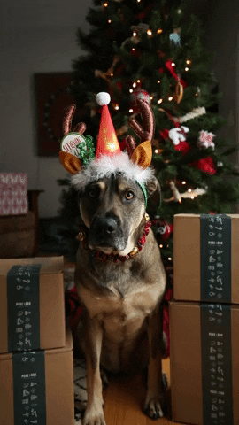 Dog Christmas GIF by PureADK