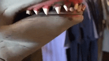 subpoprecords teeth shark sub pop jaws GIF