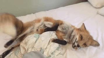 francoismgnt fox pet bed greetings GIF